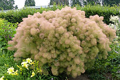 Скумпія шкіряна Young Lady (18-20 см, ЗКС)