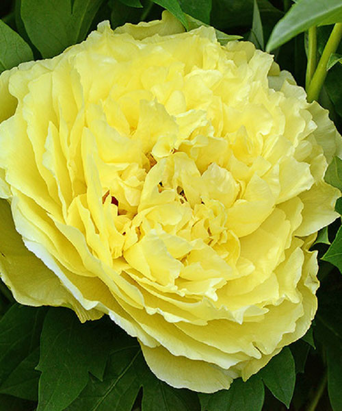 Півонія деревинна YELLOW CROWN