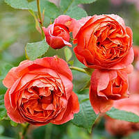 Троянда Саммер сонг (однорічний, ОКС)