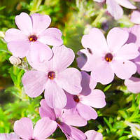 Флокс Lilac Cloud (сажіанці)