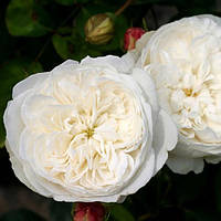 Роза Фаєр Б'янка (однорічний, ОКС)