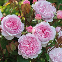 Троянда Олівія роуз Остін (однорічний, ОКС)