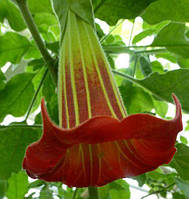 Бругмансія SANGUINEA