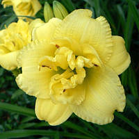 Лілейник Cabbage Flower (сажіанці)