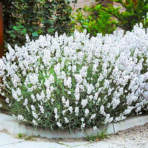 Лаванда Edelweiss (саджанці), фото 1