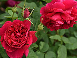 Троянда Брайтвайт (однорічний, ОКС)