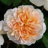 Троянда Ті Кліпер (Однорічний, ОКС)