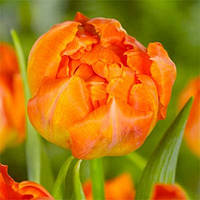 Тюльпан Monte Orange (луковиці)