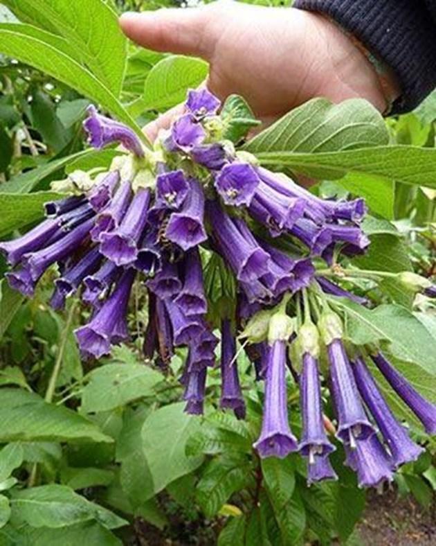 Іохрома ACNISTUS DUNKEL-LILA, фото 1