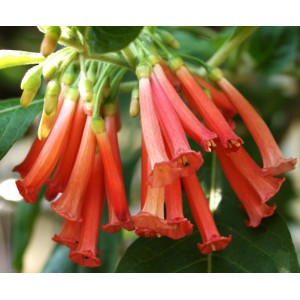 Іохрома ACNISTUS ORANGE — ROT