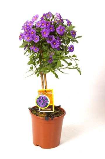 Паслен SOLANUM-RANTONNETII, фото 1