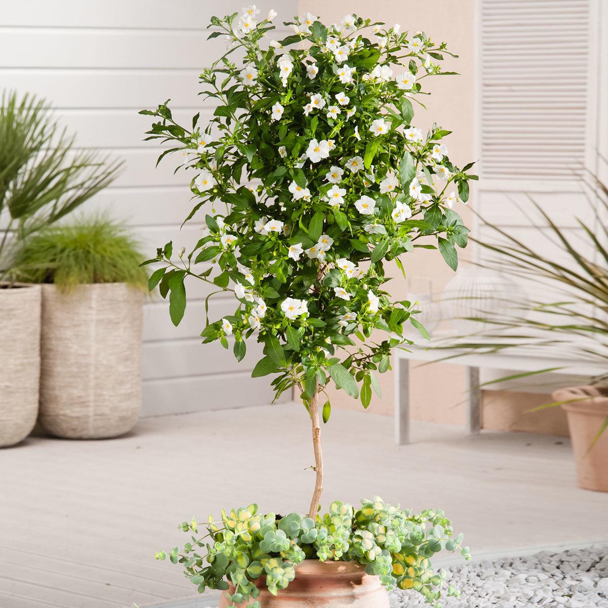 Паслен SOLANUM_RANTONNETII_WHITE