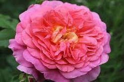 Роза Крістофер марлоу (однорічний, ВКБ)