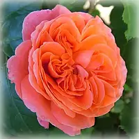 Роза Емільєн Гійо (однорічний, ВКБ)