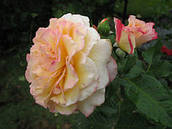 Троянда Ругельда (однорічна, ОКС)