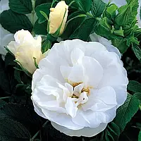 Троянда Бланк Дабл Коуберт (однорічний, ОКС)