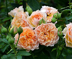 Троянда Фроуфроутант Жаке (однорічний, ОКС)