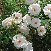 Троянда Домінік Луазо (однорічний, ОКС)