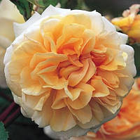 Троянда Пегасус (однорічна, ОКС)