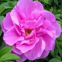 Грунтопокривні троянди