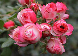 Роза Пат де Велюр (однорічний, ВКБ)