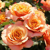 Роза Ла Вілла Котта (однорічний, ВКБ)