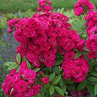 Троянда Динкі (однорічний, ОКС)