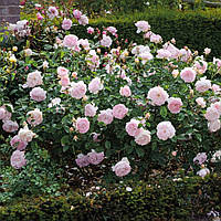 Роза Джентл Гермион (однорічний, ВКБ)