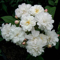 Троянда Франсін Остін (однорічний, ОКС)