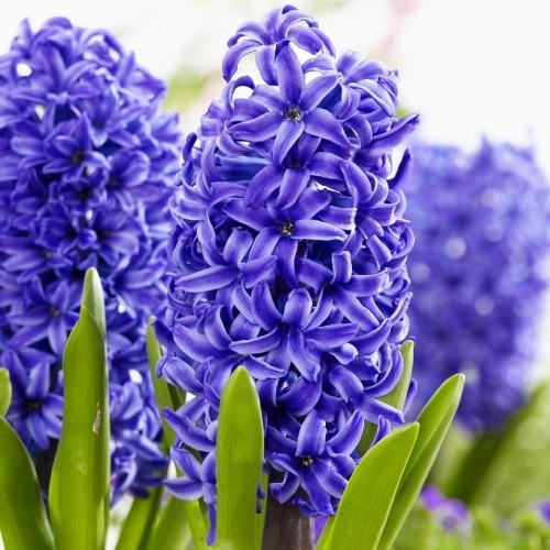 Гіацинт Blue Pearl (розмір цибулини 14/15), фото 1