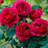 Трояндагоднімен Френд (однорічний, ОКС)