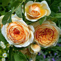 Троянда Тизин Джорджія (однорічний, ОКС)