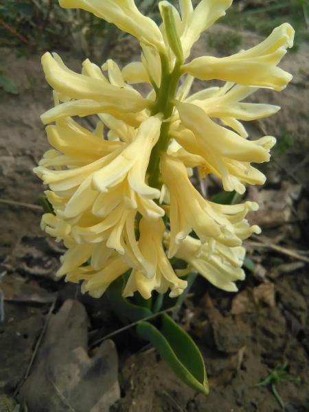 Гіацинт Yellow Queen (гіршок 7 см) (луковиці в горщиках), фото 1