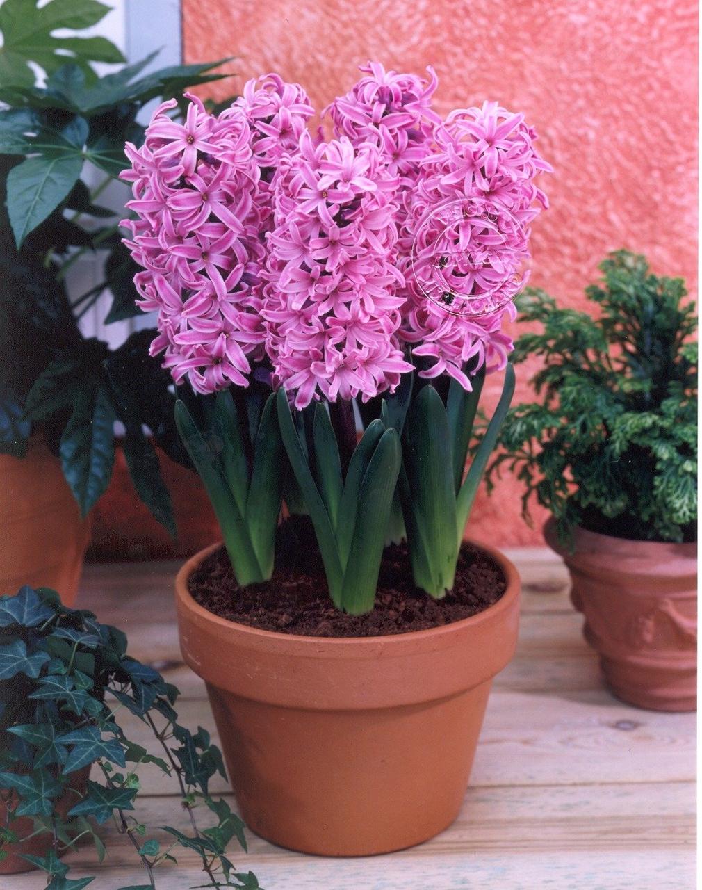 Гіацинт Paul Hermann (гіршок 7 см) (луковиці в горщиках), фото 1