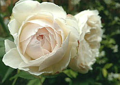 Роза Клер Остін (однорічний, ОКС)