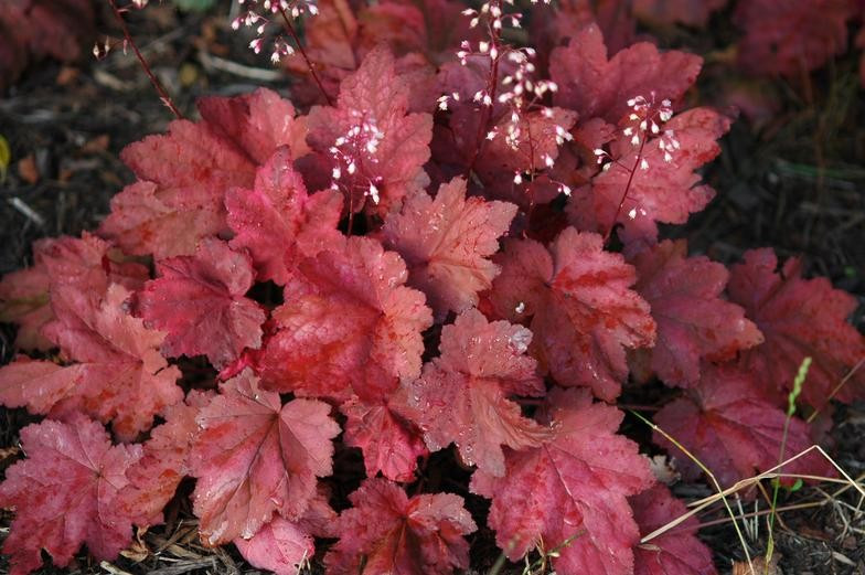 Гейхера Autumn Leaves (сажники), фото 1