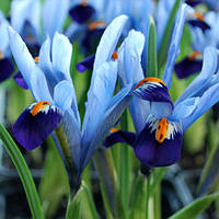 Ірис Reticulata Gordon (гіршок 7 см) (луковиці в горщиках)