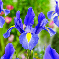 Ірис Sapphire Beauty (луковиці)