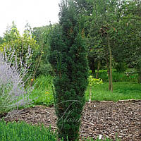 Тис Fastigiata об'єм горщечка L1