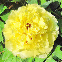 Півонія Alice Ai Li Shi деревоподібний (сажінки)