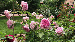 Роза Алан Титчмарш (однорічний, ОКС)