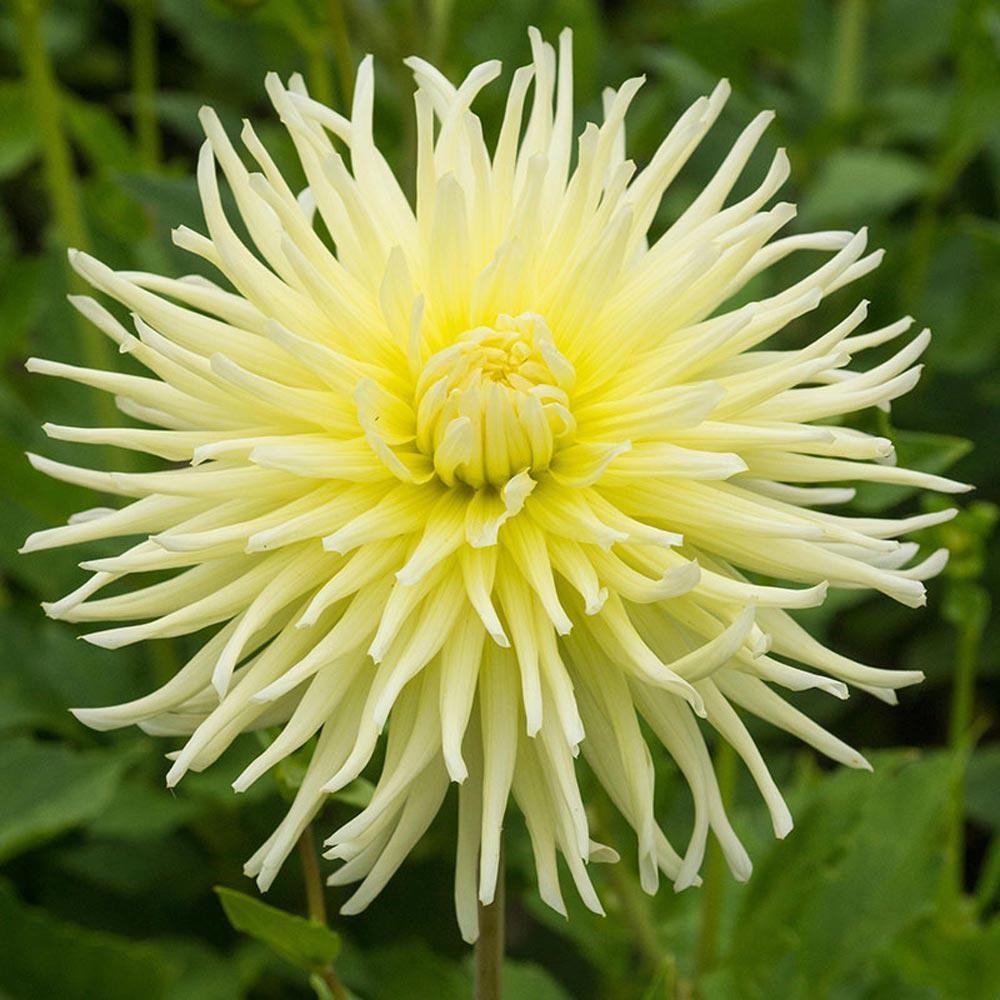 Георгіна Yellow Star (полуниці)