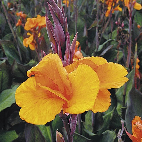 Канна Liberte, фото 1