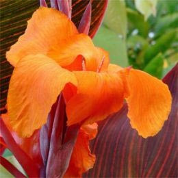 Канна Tropicana