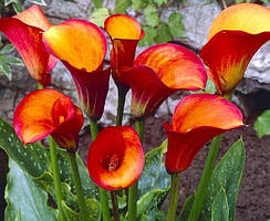 Кала Flame (полуниці)