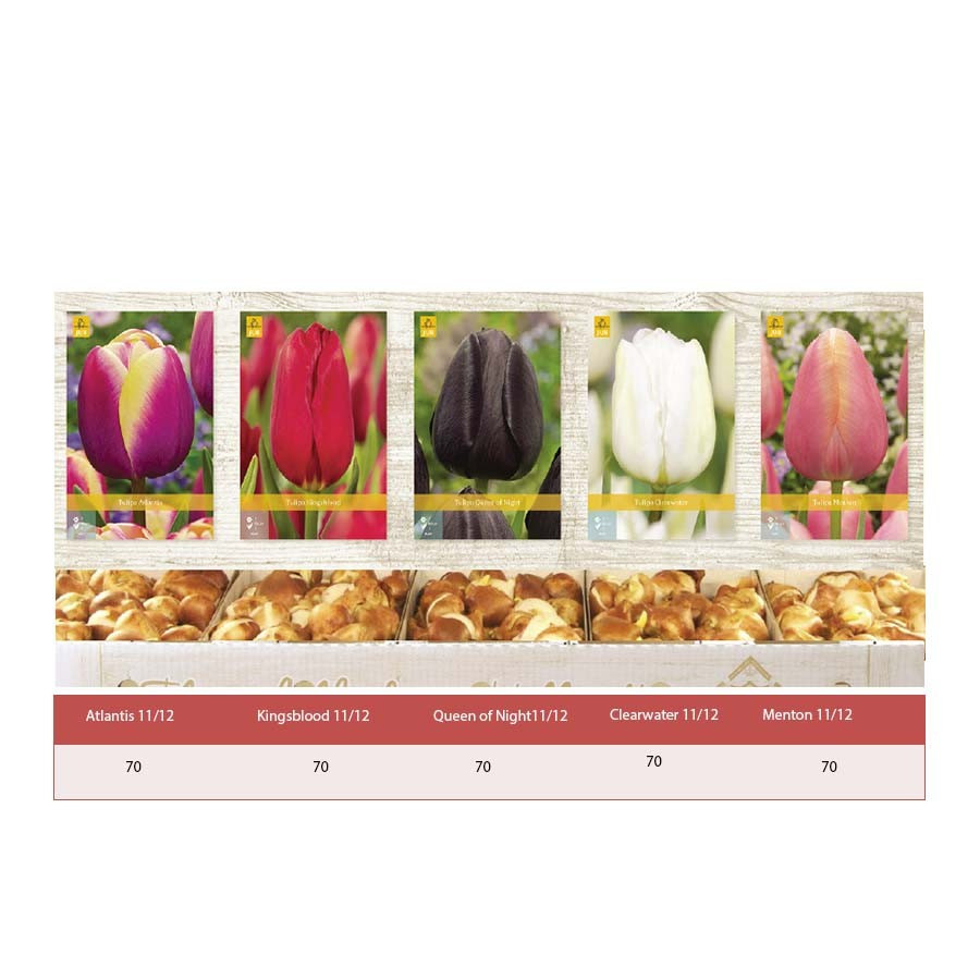 Шоубокс Тюльпани Пізні (луковиці), фото 1