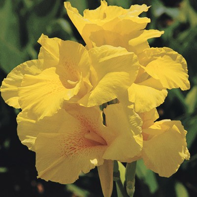 Канна Yellow Humbert, фото 1