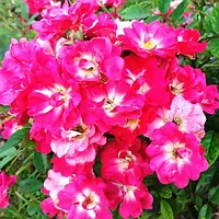 Троянда Лілан (Однорічний, ОКС)