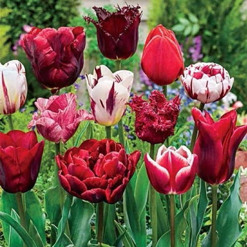 Тюльпани Варіація Мікс (луковиці), фото 1