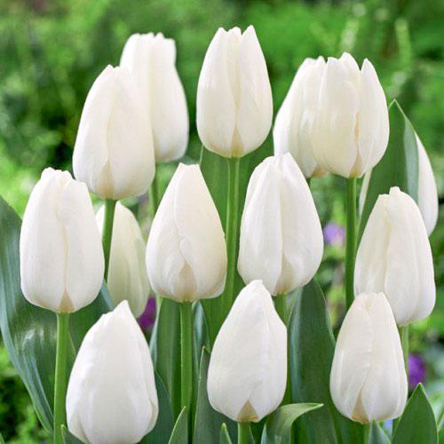 Тюльпани Royal Princes Мікс (луковиці), фото 1